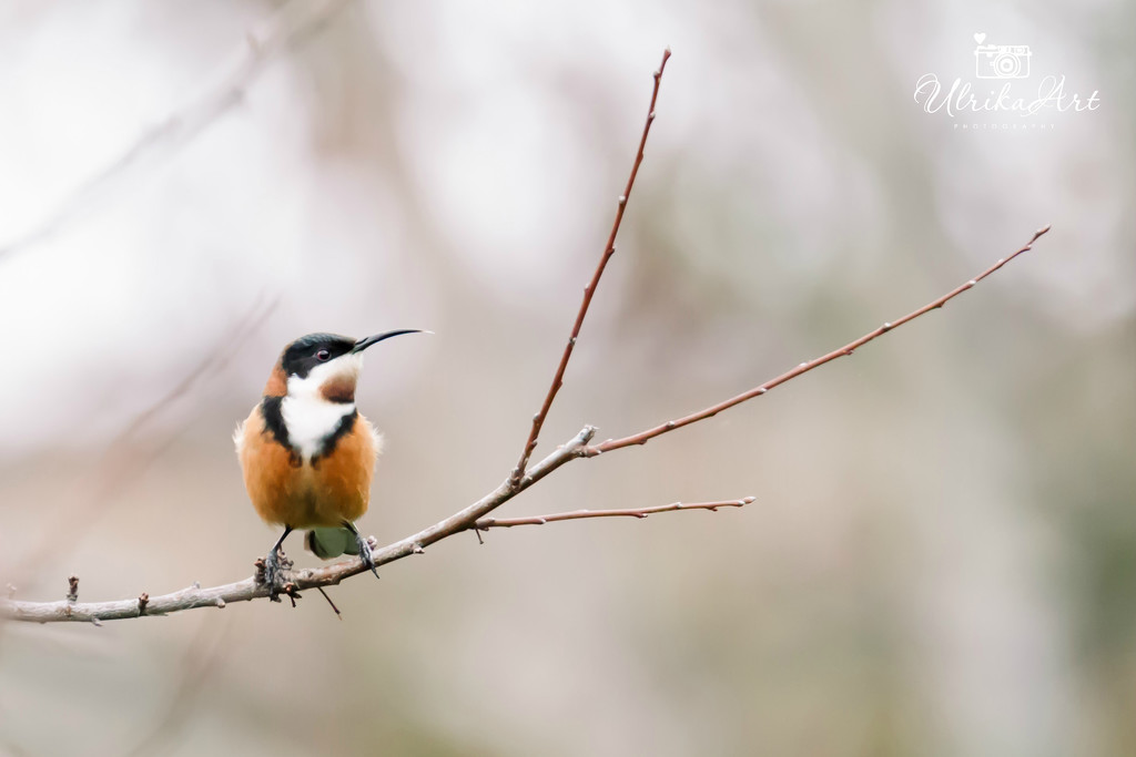 eastern spinebill front view by ulla