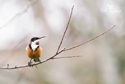 3rd Jul 2018 - eastern spinebill front view
