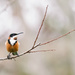 eastern spinebill front view by ulla