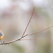 eastern spinebill from behind by ulla