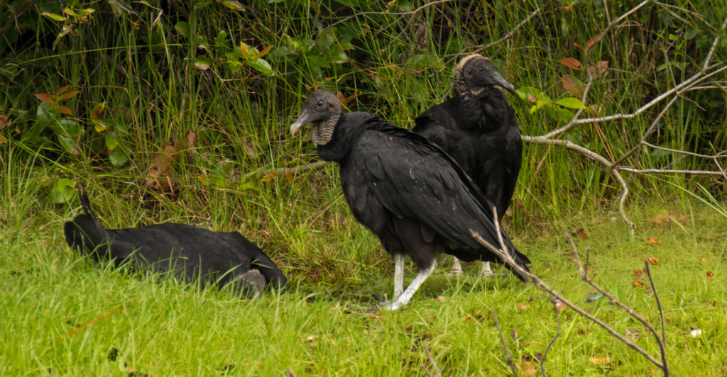 Vultures Looking Over Friends! by rickster549