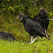 Vultures Looking Over Friends! by rickster549