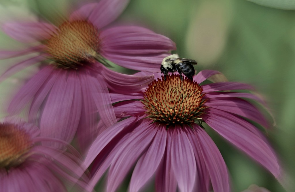 Coneflower Bee by lynnz