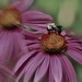 Coneflower Bee by lynnz