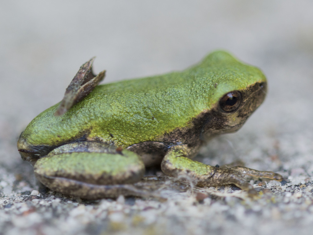 frog by dakotakid35