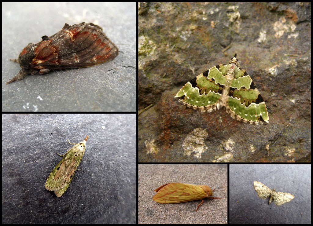 garden moths 22 by steveandkerry
