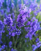 2nd Jul 2018 - Lavender