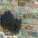 Bee Swarm by g3xbm