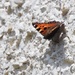 Tortiseshell butterfly by mattjcuk