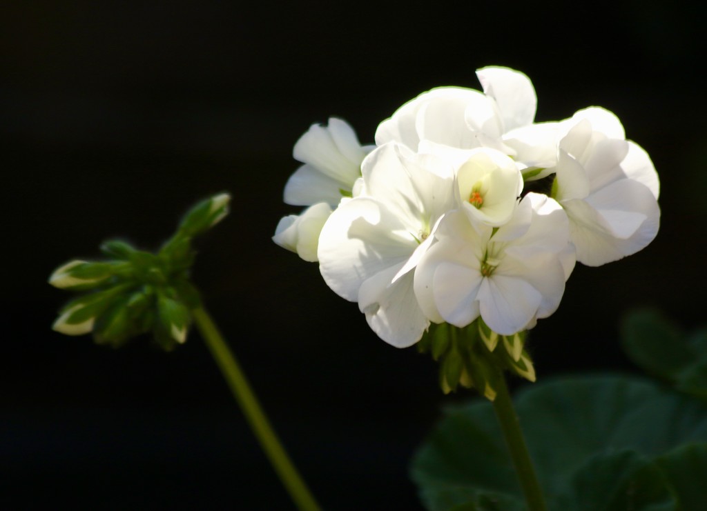 White geraniums by orchid99