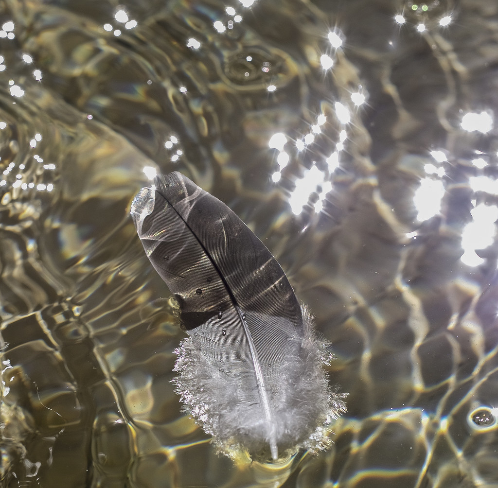 Feather In The Fountain by tonygig