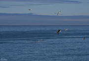 3rd Jul 2018 - Seagulls Chase Off the Bald Eagle