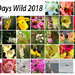 30 Days Wild 2018 by homeschoolmom