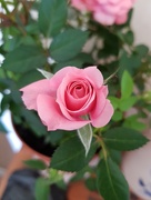 3rd Jun 2018 - Miniature Rose