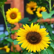 2nd Jul 2018 - Sunflowers