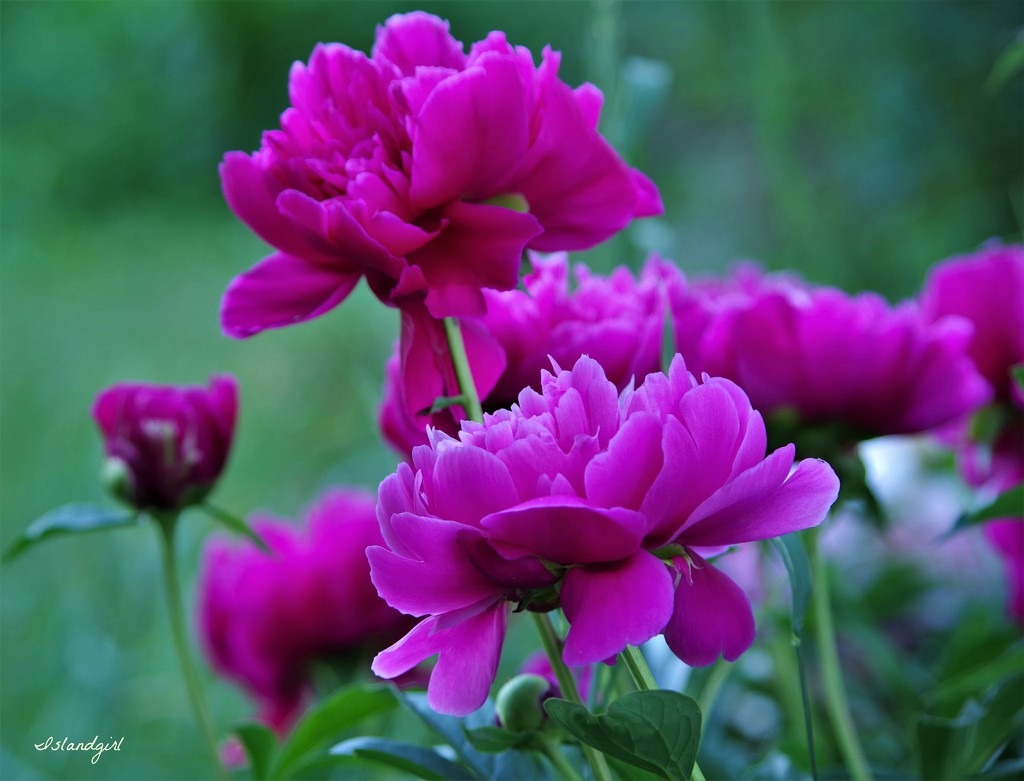 My Peonies are Open! by radiogirl