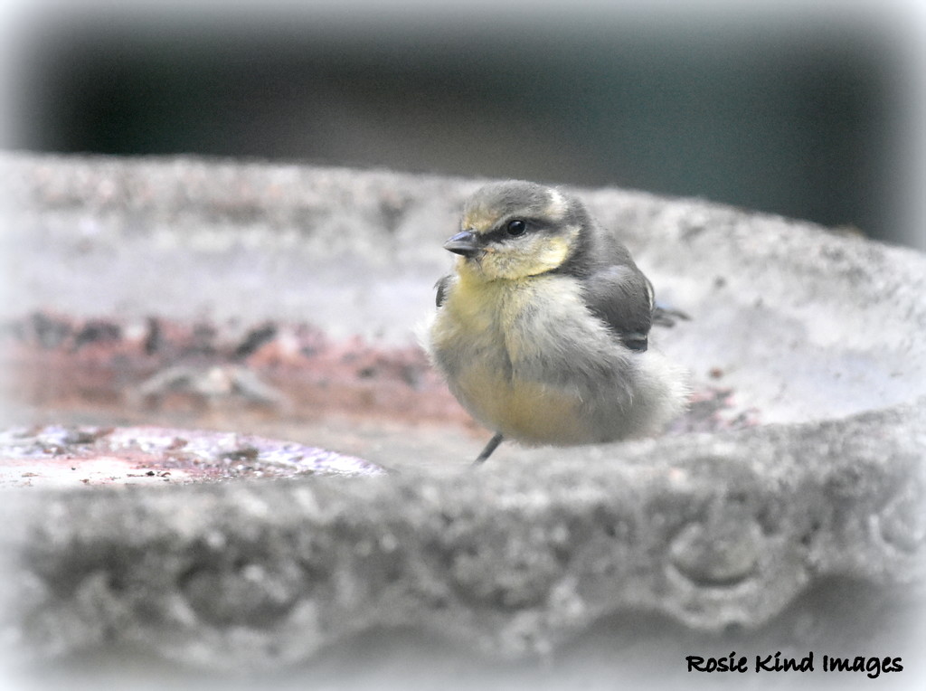 Young blue tit by rosiekind