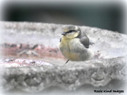 3rd Jul 2018 - Young blue tit