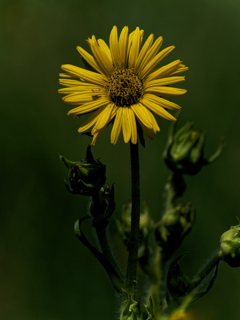 Sunflower by rminer