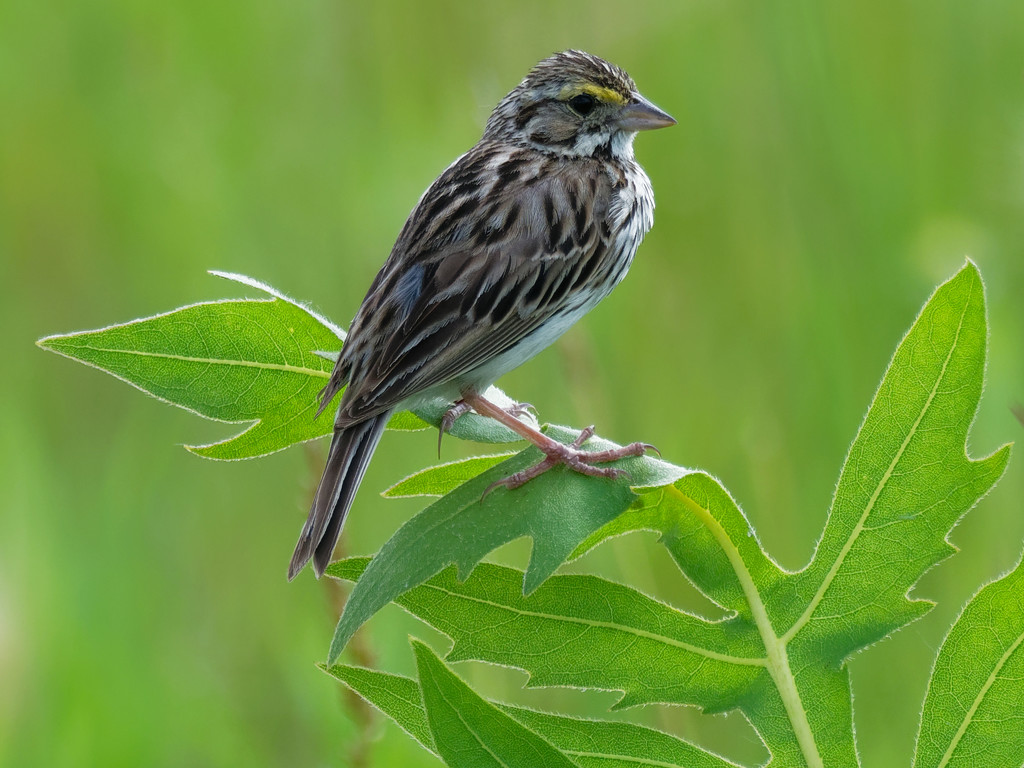 Savannah Sparrow by rminer