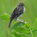Savannah Sparrow by rminer