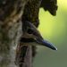 Juvenile bird by novab