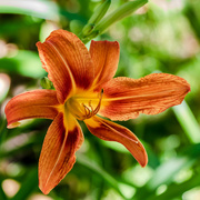 3rd Jul 2018 - another lily