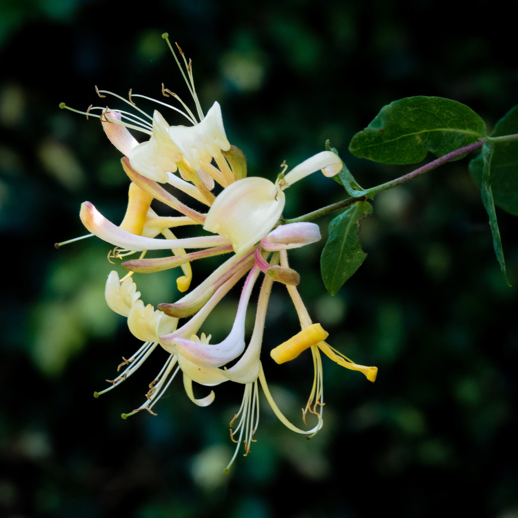 Paimpont 2018: Day 159 - Honeysuckle by vignouse
