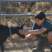Feeding the goats by mariaostrowski