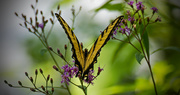 3rd Jul 2018 - Eastern Tiger Swallowtail Butterfly!