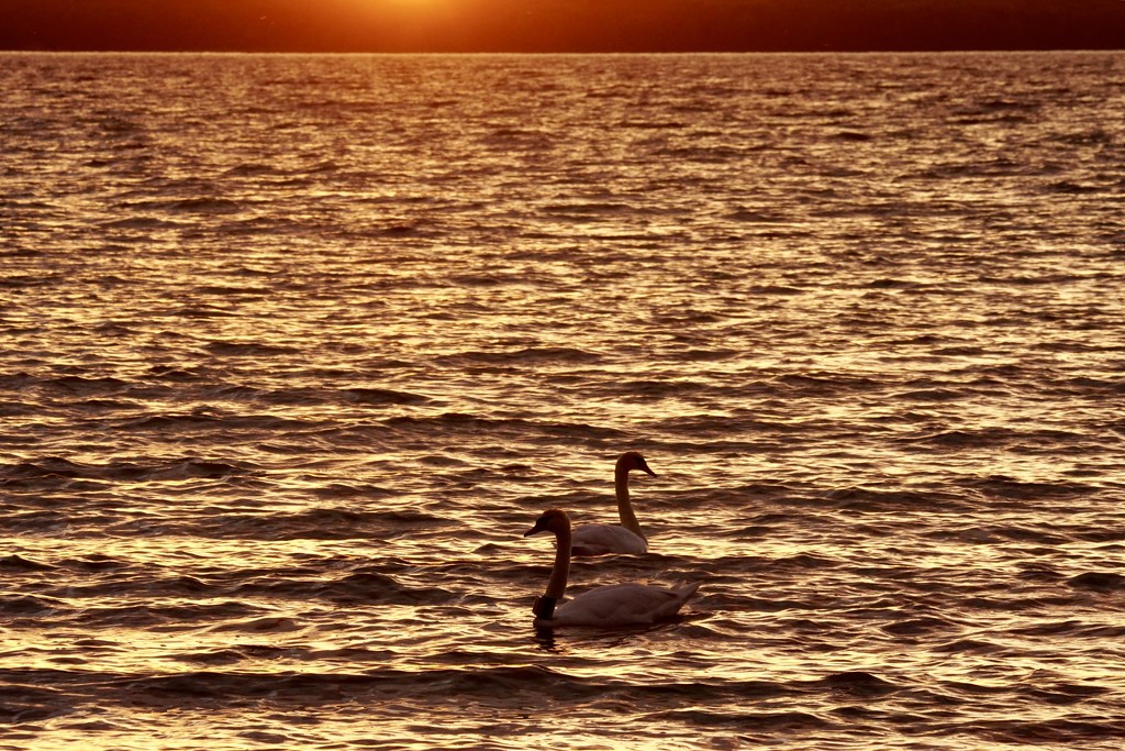 Sunset swans by amyk