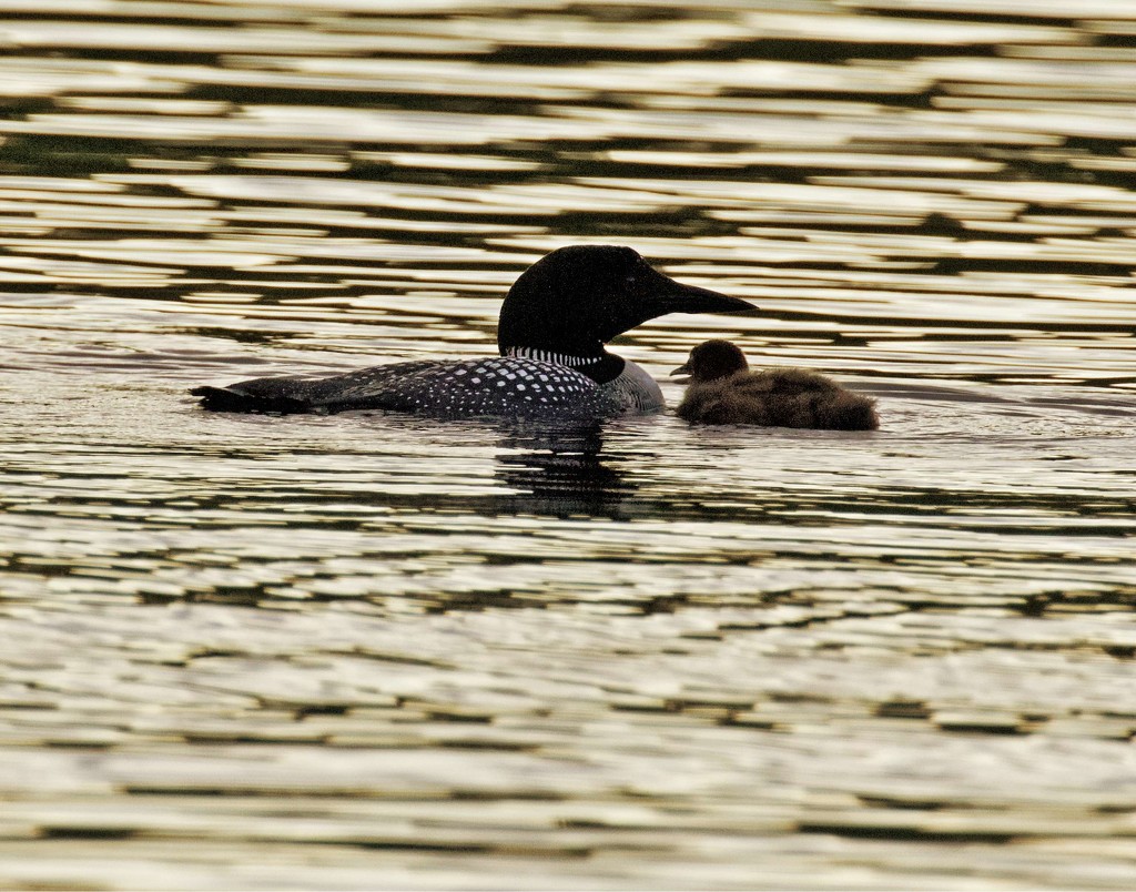 LHG_5766 Loon and her chick by rontu