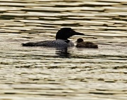 3rd Jul 2018 - LHG_5766 Loon and her chick