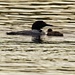 LHG_5766 Loon and her chick by rontu