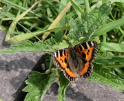 4th Jul 2018 - The first butterfly......