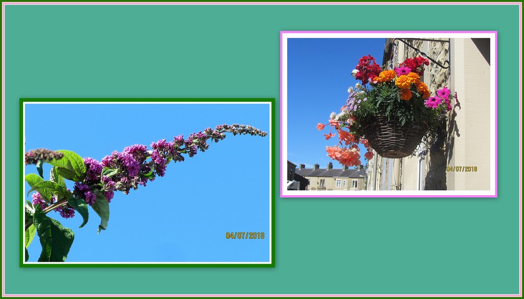 Blue sky and Buddleia and a hanging basket. by grace55