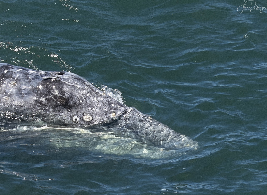 Close Up Gray Whale by jgpittenger