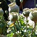 Poppy-seed heads  by beryl