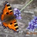 butterfly by arthurclark