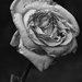 Fading rose by rumpelstiltskin