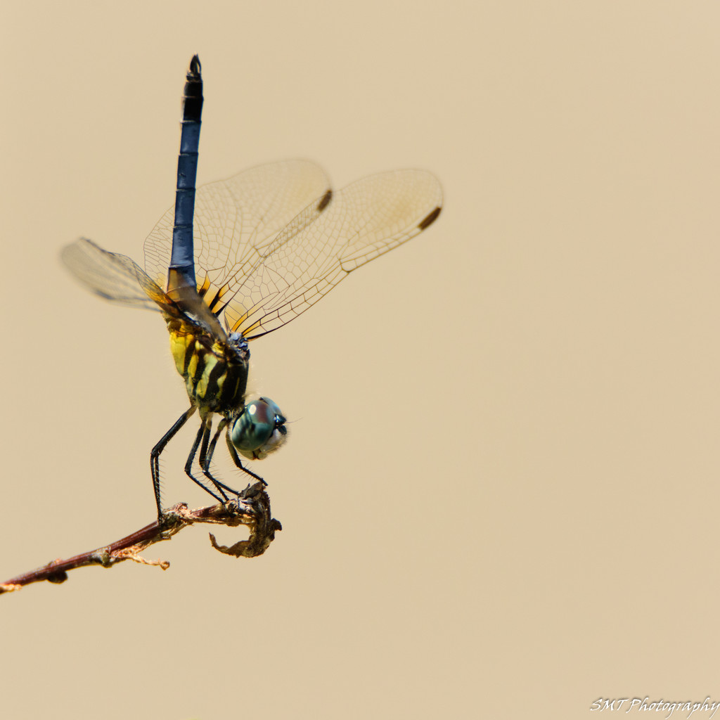 dragonfly by samae