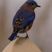 bluebird by samae