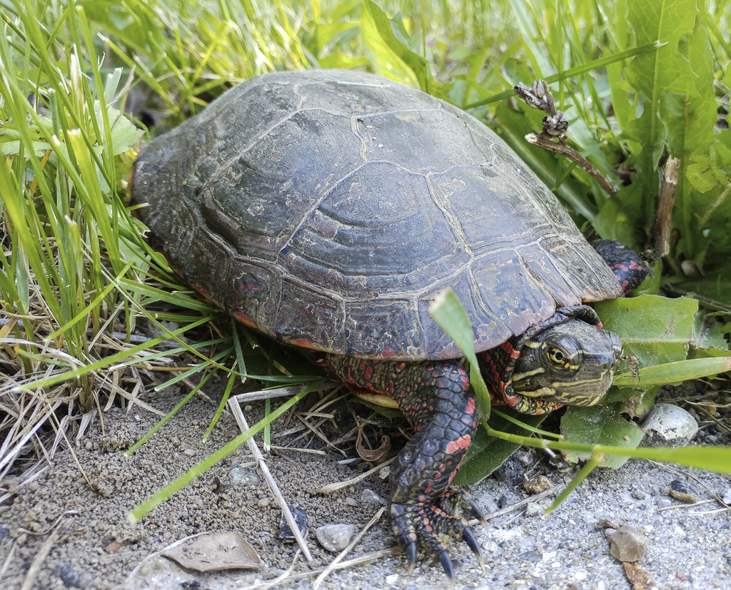 How does the turtle cross the road? by houser934