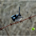 Blue Wren bird by kerenmcsweeney