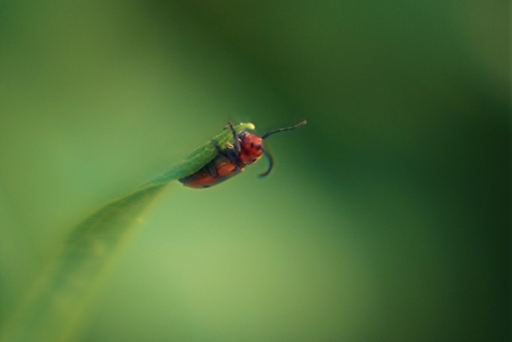 Milkweed Bug by lynnz