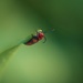 Milkweed Bug by lynnz