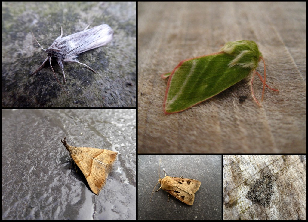 garden moths 23 by steveandkerry