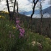 First fireweed by jshewman