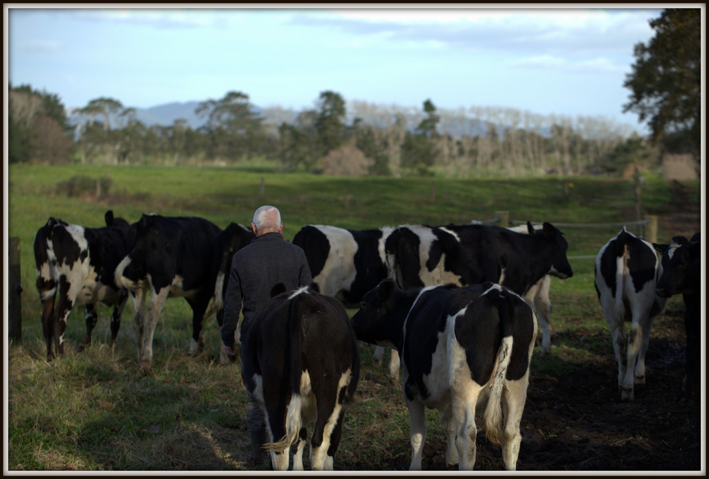 Shifting the heifers by dide