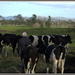 Shifting the heifers by dide